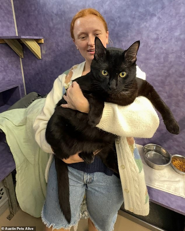 Un enorme gato negro de 26 libras fue sometido a una dieta estricta después de que los rescatistas de animales en Texas intervinieron y llevaron al felino a un refugio.