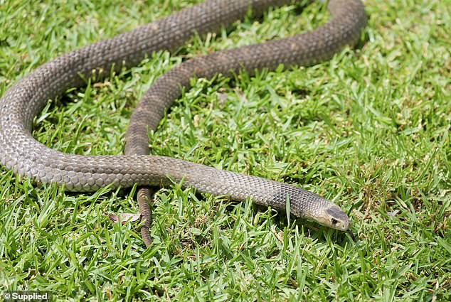 Los expertos han advertido a los australianos sobre serpientes potencialmente mortales (en la foto, serpiente marrón oriental) que se están despertando de su hibernación invernal temprano este año debido a una ola de calor fuera de temporada.