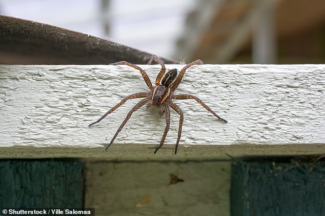 La araña más grande de Gran Bretaña, del tamaño de la mano de un hombre, está aumentando en población, según revela un nuevo estudio