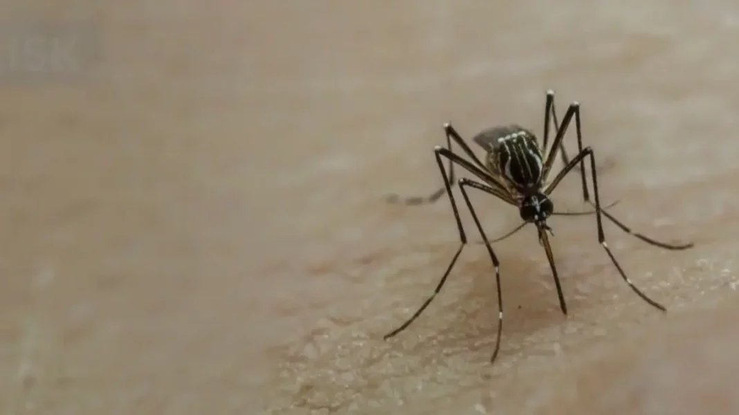 Aumenta en Estados Unidos la amenaza de un virus mortal transmitido por mosquitos - teleSUR
