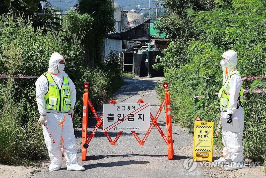 ASF outbreak in Gimpo spurs emergency response ahead of Chuseok