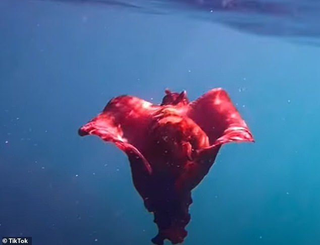 Susan Aide Morales Cruz publicó en las redes sociales un video de la liebre marina que encontró en la costa de Playa Miramar, México