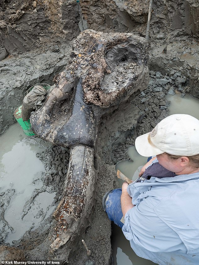 Los arqueólogos de Iowa han desenterrado restos de un mastodonte que vivió en la zona hace más de 13.000 años.