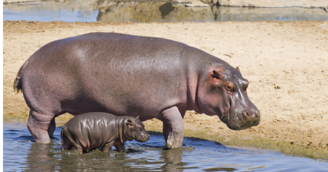 El bebé hipopótamo Toni conoce por primera vez a los visitantes del zoológico de Berlín
