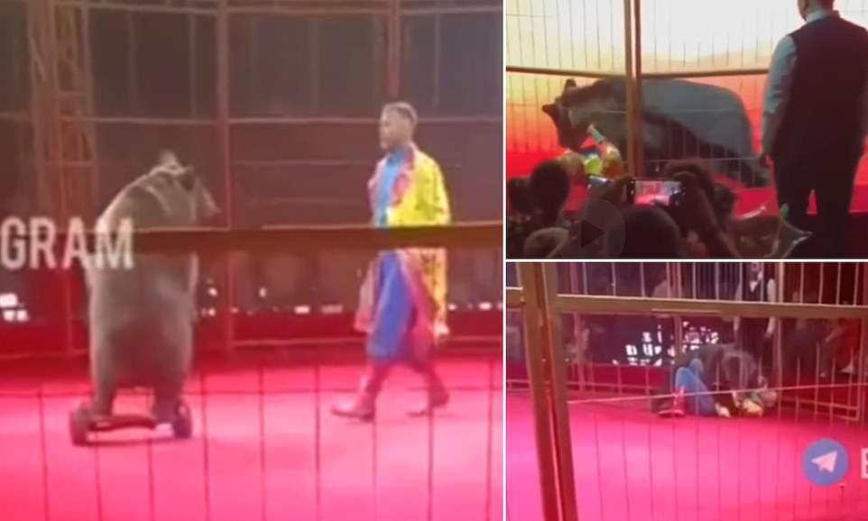 Este es el aterrador momento en el que un oso de circo montado en una patineta voladora ataca a un entrenador frente a cientos de niños y padres espectadores en Rusia.