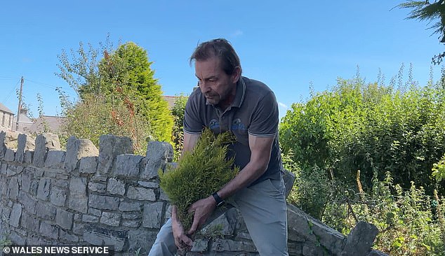 Las imágenes de video parecen mostrar al director de la compañía de turbinas eólicas, Mike Hodgson, de 54 años, sacando las coloridas hierbas y flores menos de 24 horas después de que se hubiera plantado el cantero elevado.