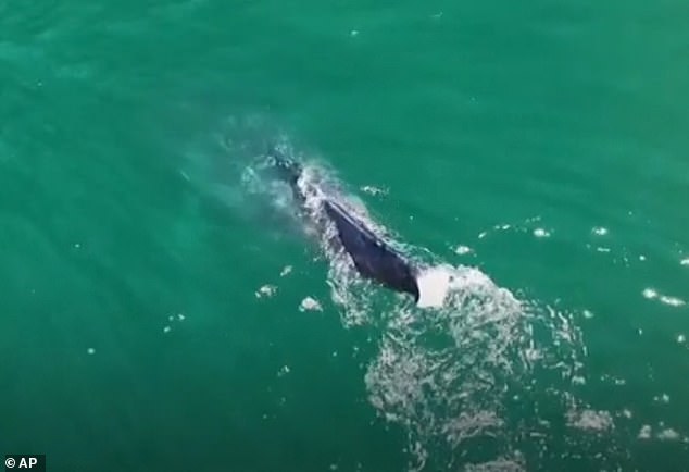 Cuando la ballena se sumerge, se hace mucho más evidente que le faltan las aletas caudales, que son cruciales para impulsar al mamífero a través del agua.