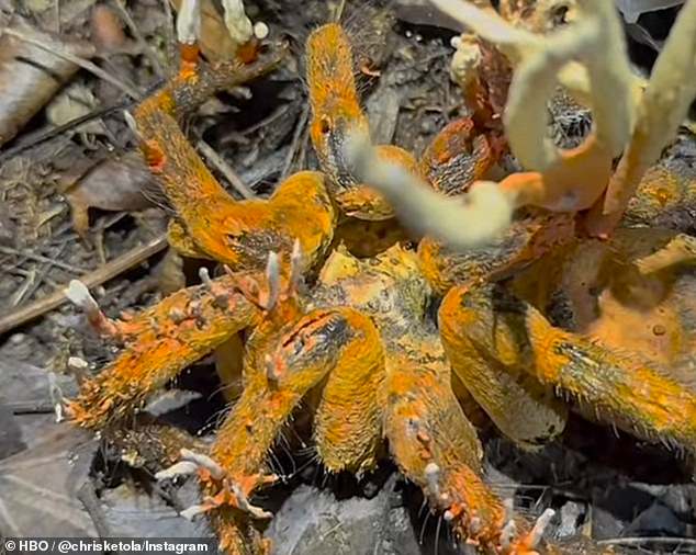 Un investigador de campo que trabajaba en la Amazonía peruana se topó con una tarántula muerta infectada por Cordyceps, también conocido como 