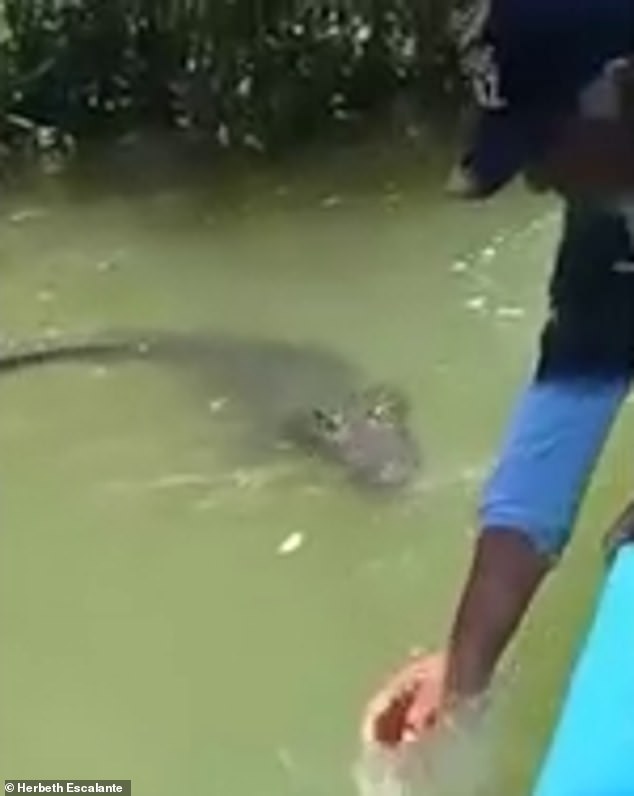 Un guía turístico fue visto en un video viral mientras intentaba provocar a un cocodrilo momentos antes de agarrarlo por la cola en el río Lagartos en Yucatán, México.