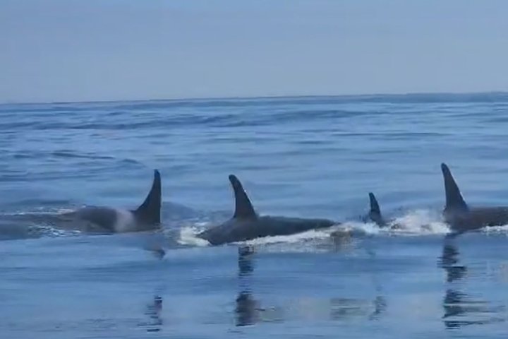 'Honrados': una manada de orcas deleita y sorprende a los pescadores en la costa de Columbia Británica
