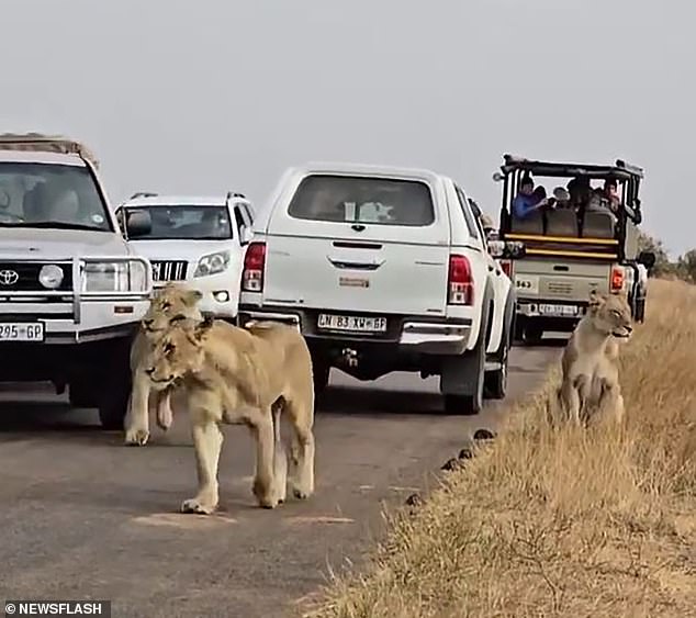 Este es el impactante momento en el que un conductor impaciente choca su camión contra un león que cruza la calle para poder pasar.