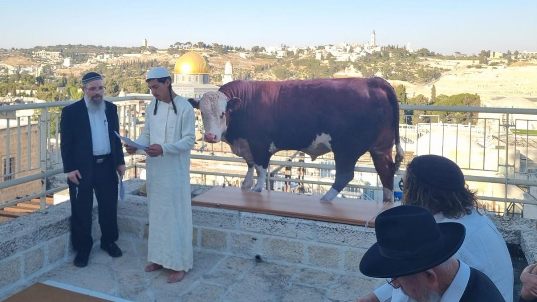 Israelíes practican el ritual de la vaca roja frente a la mezquita Al-Aqsa
