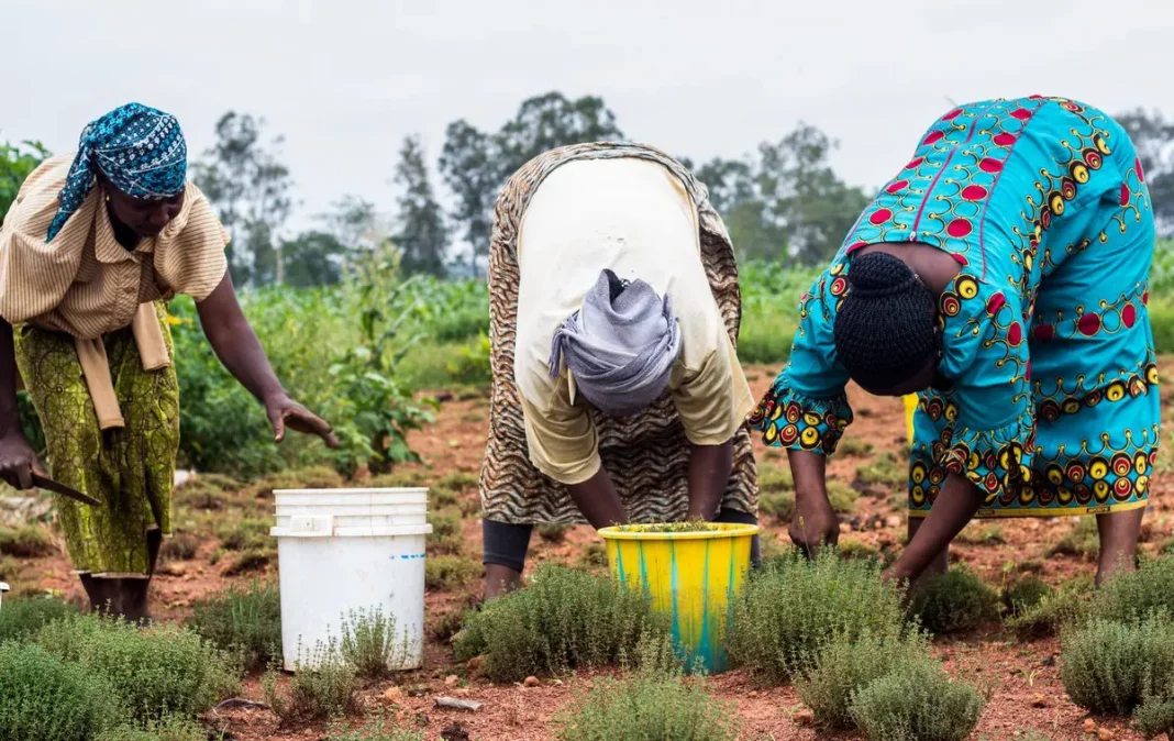 Kenia: Lanzan proyecto para mejorar los medios de vida de los ganaderos y avicultores - teleSUR
