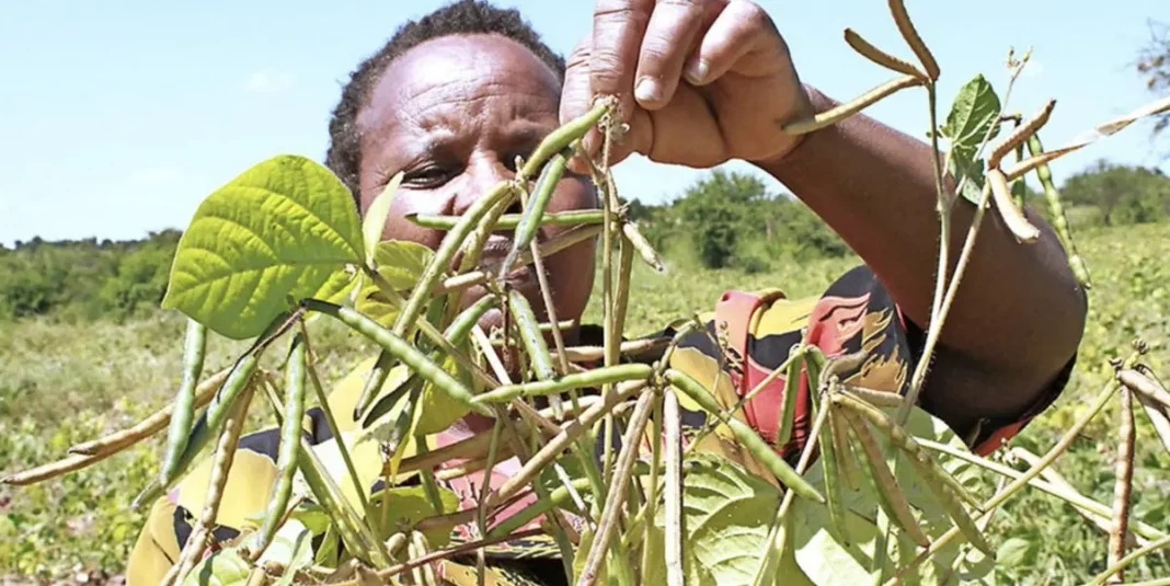 Kenia: Liga Campesina exige al gobierno proteger derechos humanos - teleSUR
