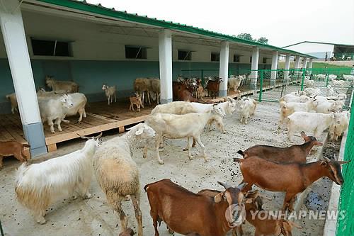 (LEAD) Russia sends hundreds of goats to N. Korea amid deepening bilateral ties