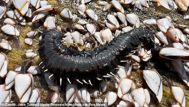 Los gusanos de fuego han aparecido en las playas del centro de Texas en Mustang Island y Padre Island