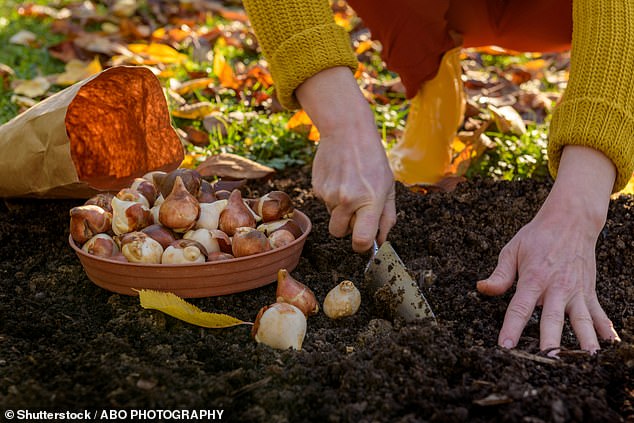 Los investigadores encontraron un hongo mortal resistente a los medicamentos escondido en materiales de jardinería comunes, incluidos tierra, abono y bulbos de flores.