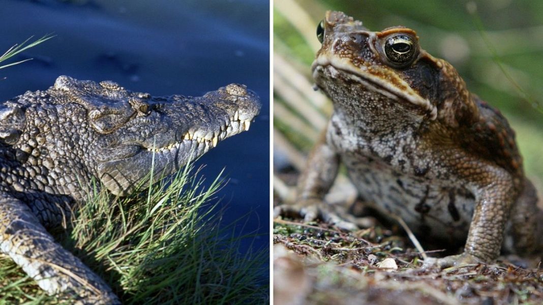 Los científicos han enseñado a los cocodrilos a dejar de comer sapos venenosos
