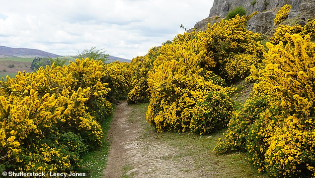 En un foro en línea se destacó la importancia del aroma y los participantes compartieron sus sugerencias sobre los destinos con mejor olor del mundo. Una persona dice que las Tierras Altas de Escocia huelen a 