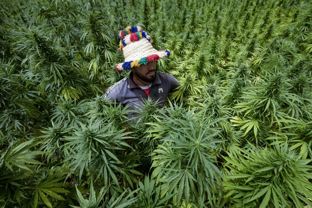 Marruecos indulta a 4.800 personas encarceladas por cultivar cannabis para que puedan cultivarlo legalmente
