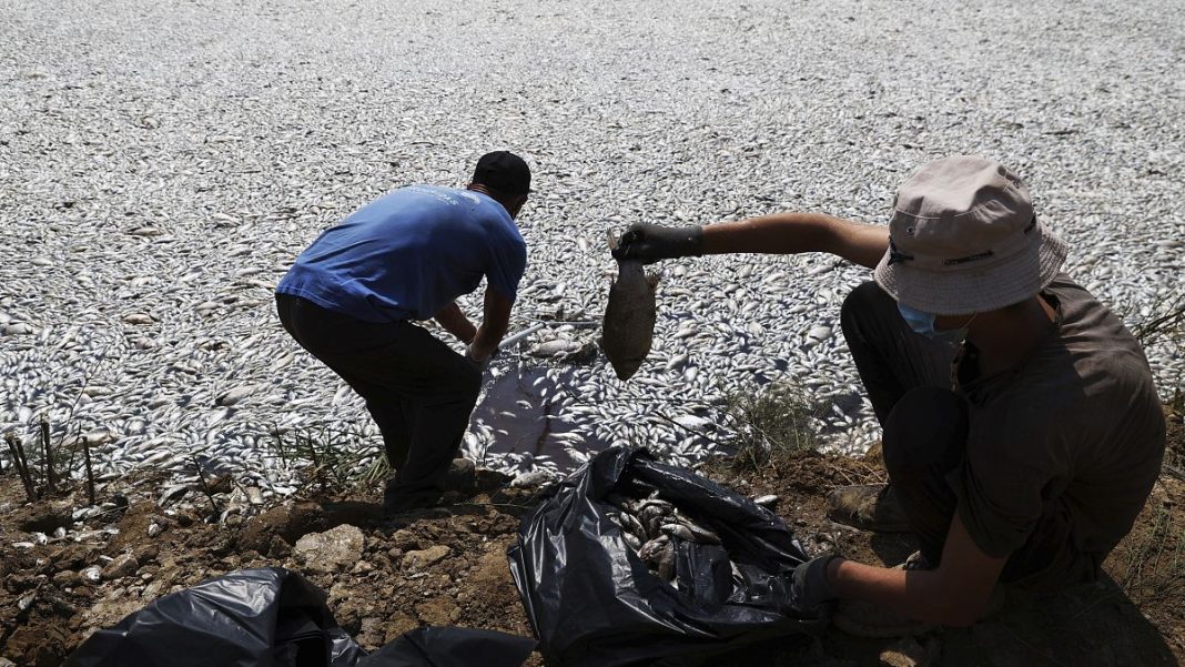 Miles de peces muertos se acumulan en el puerto griego de Volos
