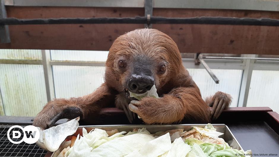 Muere el perezoso más antiguo del mundo en el zoológico de Krefeld, Alemania
