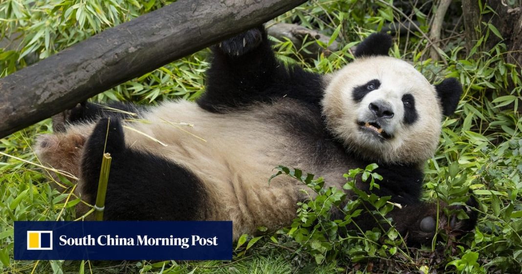 Nuevos pandas gigantes hacen su debut público en el Zoológico de San Diego en California
