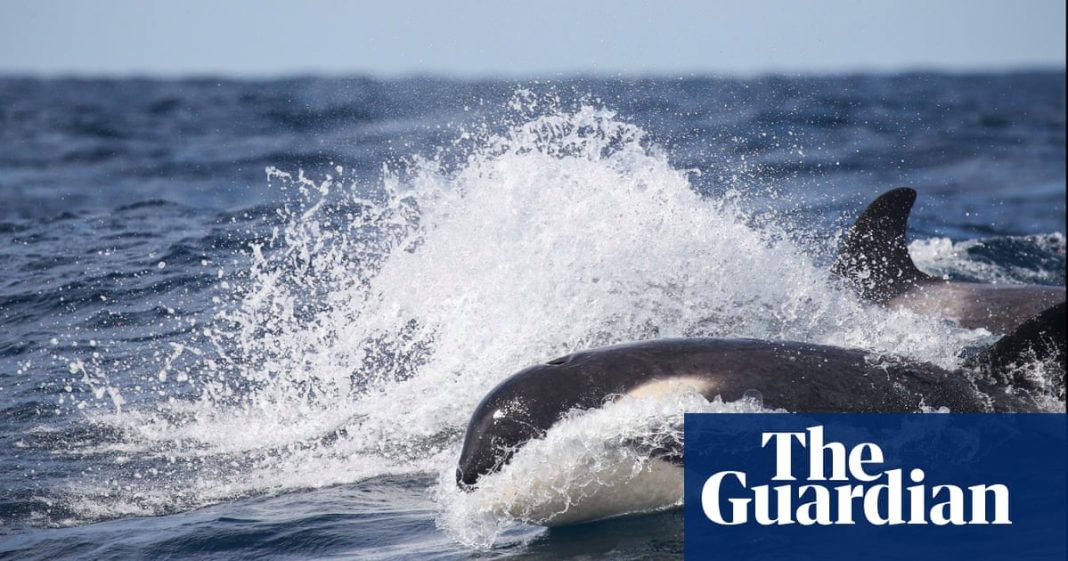 “Nunca había visto algo así”: avistan orcas en aguas de Sídney por primera vez desde 2018
