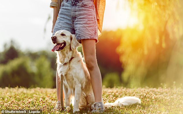 La alumna quiere poder llevar a su mascota golden retriever al aula.