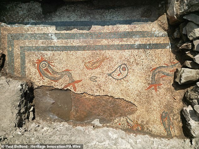 En una ciudad romana de Shropshire se ha descubierto un raro mosaico de 2.000 años de antigüedad que representa delfines y peces con colores vivos. Los delfines son los más grandes, con colas rojas y cuerpos grises.