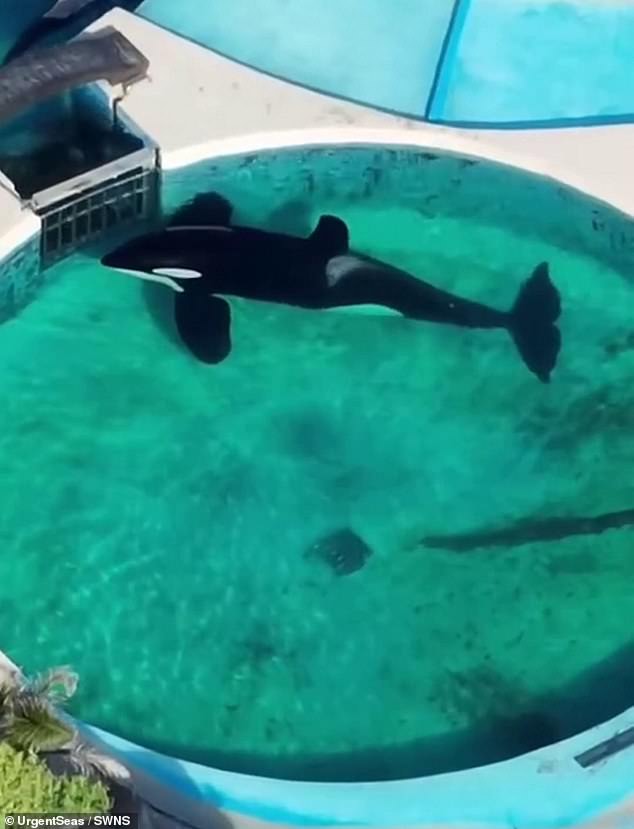 Kshamenk, una orca de 35 años, se encuentra retenida en una pequeña piscina en Mundo Marino, el acuario más grande de Argentina.