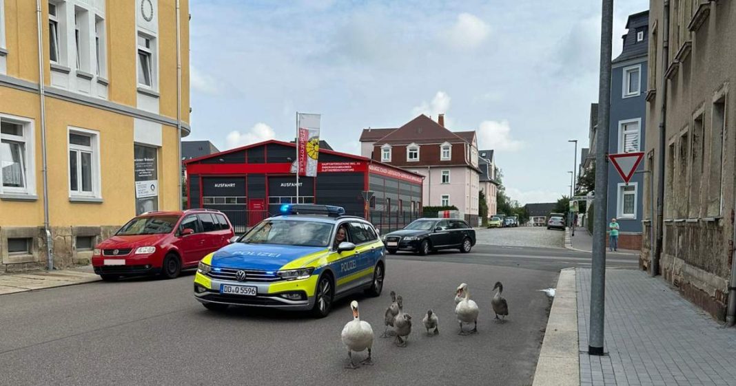 Una familia de cisnes de Sajonia bajo vigilancia policial tras denuncias locales
