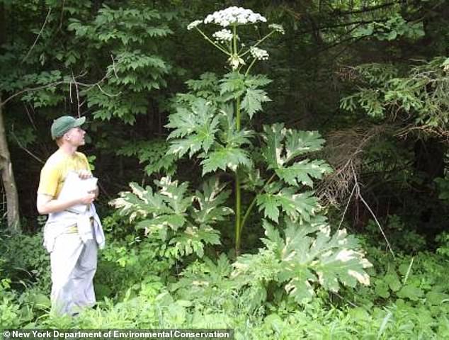 La Heracleum gigante puede crecer hasta alcanzar de 10 a 20 pies de altura, tiene hojas puntiagudas y florece con flores blancas durante el verano, pero contiene toxinas que pueden causar ampollas dolorosas.