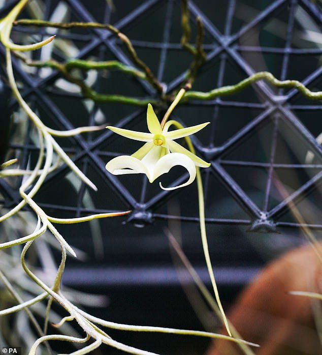 La orquídea más rara de Gran Bretaña, el 