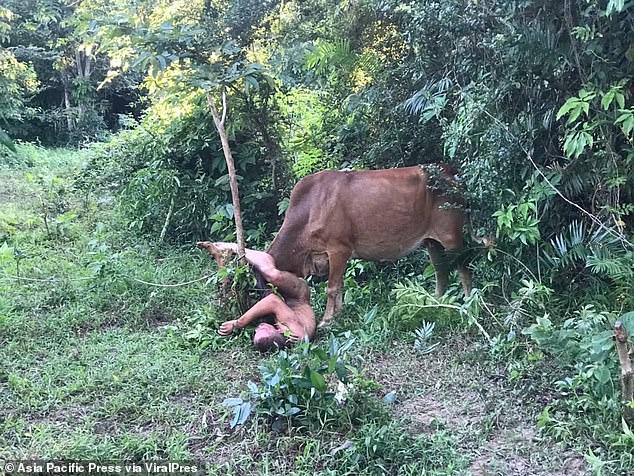 Se dice que Evgenii Kuvshinov, de 26 años, se desnudó y se acercó a un toro macho antes de centrar su atención en una hembra atada a una valla de madera en un campo en Surat Thani, en el sur de Tailandia, ayer por la tarde.