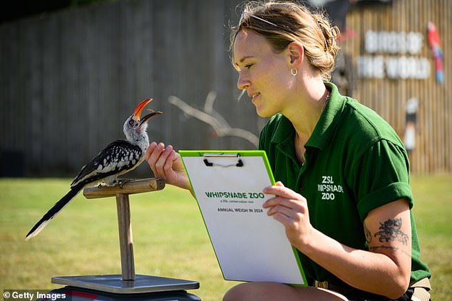 La cuidadora del zoológico Anna Brink posa para fotografías con un cálao rojo durante el pesaje anual