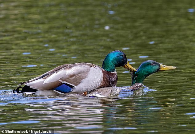 Los expertos afirman que los biólogos suelen observar la homosexualidad en el reino animal, pero que no se informa de ella en su totalidad. En la imagen, comportamiento homosexual entre dos patos reales