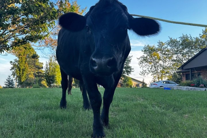 ¡Madre mía! Se ha visto un toro vagando libremente por el centro de Elgin
