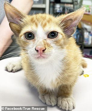 El adorable gato nació con cuatro orejas gracias a una rara mutación genética