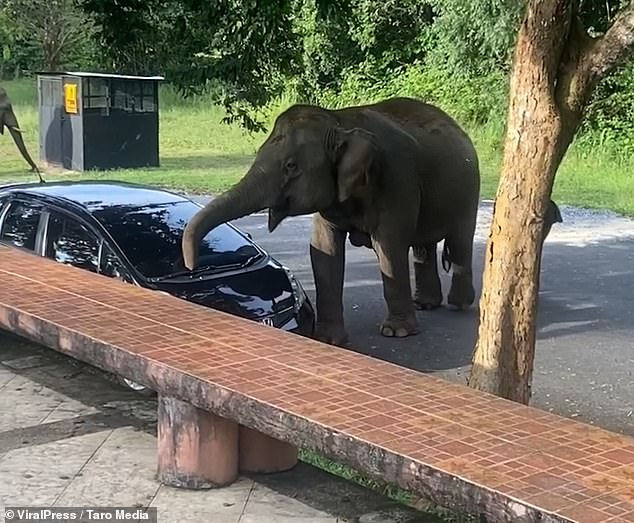 La familia estaba visitando un complejo turístico en el bosque de Khao Yai, en el noreste de Tailandia, cuando ignoraron el consejo de los guardabosques y prepararon una barbacoa el 11 de agosto. Una manada de elefantes olió la carne de pollo y cerdo que se estaba asando y salió del bosque hacia el aparcamiento.