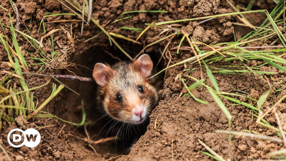 ¿Deberían las excavadoras dejar paso a los hámsters?
