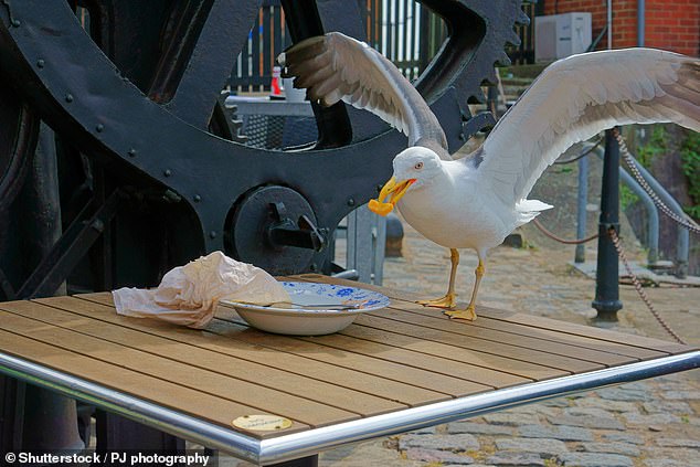 No hay nada que arruine tanto un relajante viaje a la playa como una gaviota que se abalanza sobre ti y te roba las patatas fritas. Pero hay ayuda a mano: un científico afirma haber descubierto cómo evitar que las gaviotas se apoderen de tu comida