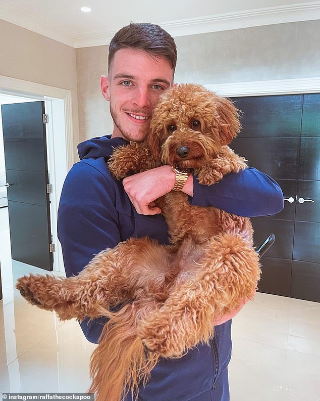 Los perros de diseño, incluidos los cockapoos, los labradoodles y los cavapoos, no son más saludables que los de raza pura, según el estudio más grande del mundo sobre el tema. En la imagen: el futbolista Declan Rice y su cavapoo, Raffa