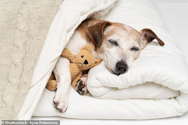 Una nueva investigación de PDSA ha revelado exactamente cuánto tiempo deben pasar los perros durmiendo, y es más de lo que probablemente piensas (imagen de archivo)