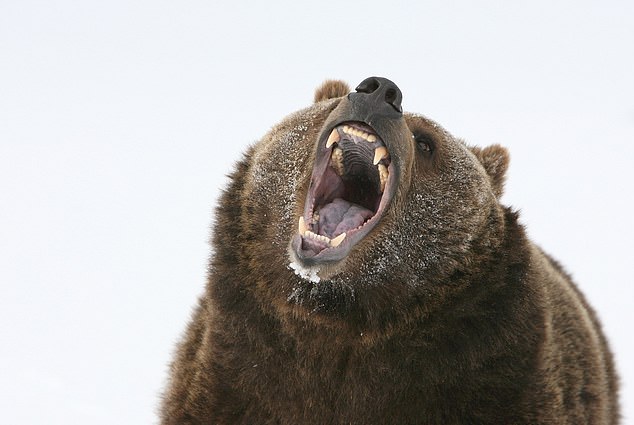 Advertencia para los excursionistas de Wyoming, ya que acechan animales 'monstruosos' que comen 20.000 calorías al día
