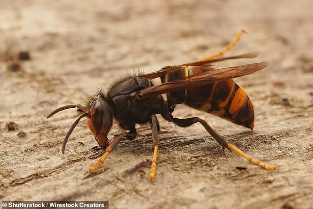 Se ha instado a los británicos a estar atentos a las avispas asiáticas invasoras (en la foto), ya que se han reportado 25 avistamientos este año.