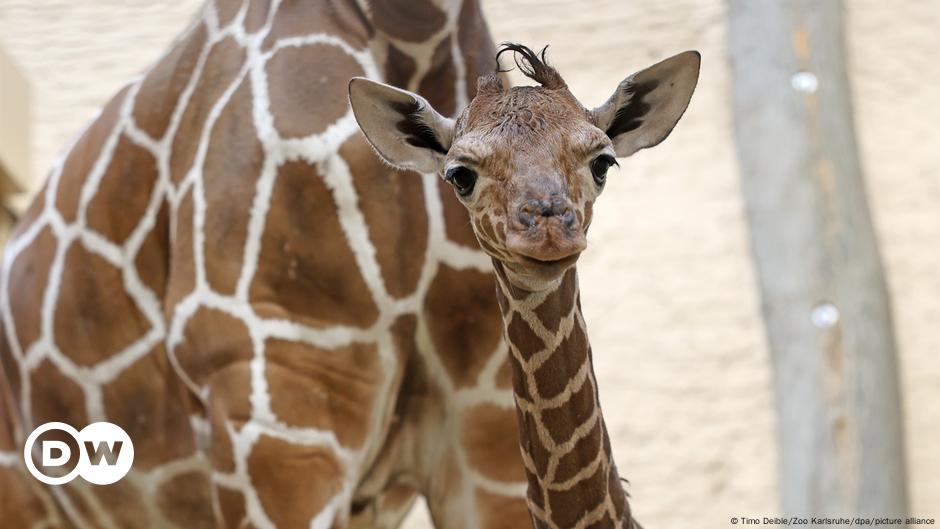 Alemania: Nace una cría de jirafa en el zoológico de Karlsruhe
