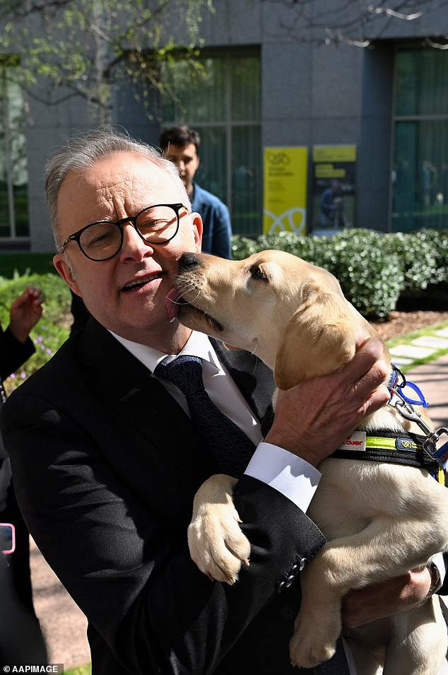 La promesa de Anthony Albanese de reducir la inmigración a la mitad parece superficial ante la continua afluencia de inmigrantes extranjeros