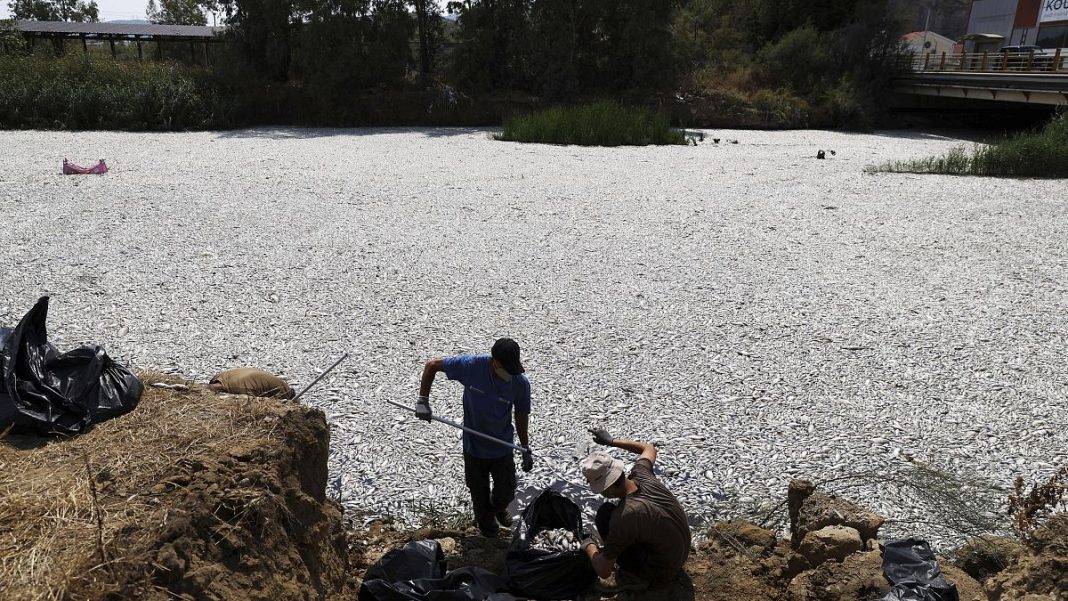 Anuncian apoyo financiero tras la aparición de peces muertos en una bahía griega
