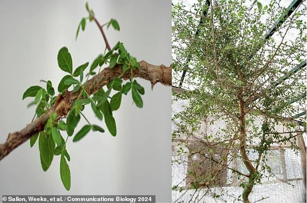 'Sheba' (en la foto de arriba) es sólo la última de una serie de resurrecciones botánicas que han surgido de Tierra Santa en el siglo XXI, incluido el brote en 2005 de una antigua especie de palmera datilera, apodada 'Matusalén', cuya semilla se remonta a la época de Cristo.